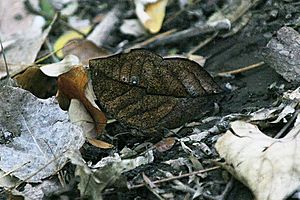 Archivo:Orange oak leaf bottom