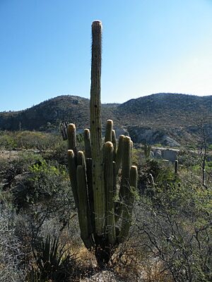 Archivo:Pachycereus fulviceps