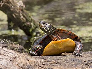 Archivo:Painted turtle