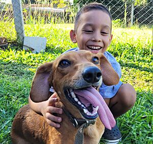 Archivo:Perro salchicha (Dachshund)