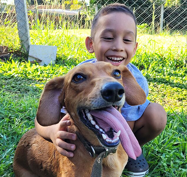 Perro salchicha (Dachshund)