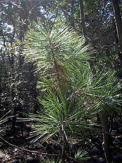 Archivo:Pinus arizonica sapling
