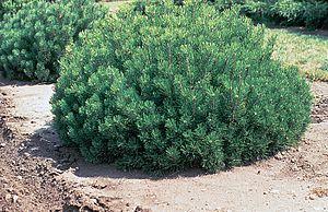 Archivo:Pinus mugo plant