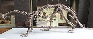 Archivo:Plateosaurus engelhardti - Trias