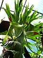 Platycerium bifurcatum 01