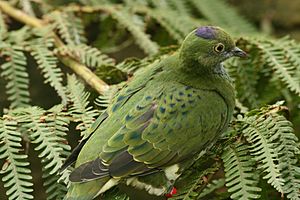 Archivo:Ptilinopus superbus -Taronga Zoo, Sydney, Australia -female-8a
