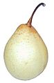 Pyrus bretschneideri (Nashi)