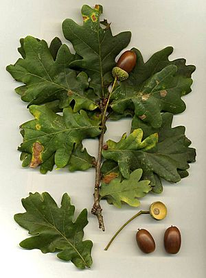 Archivo:Quercus robur
