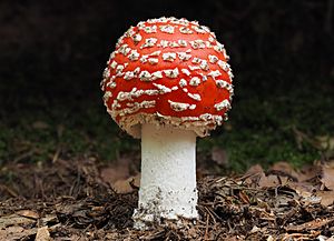Archivo:Rdeča mušnica (Amanita muscaria)