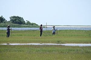 Archivo:Researchers set up mist nets at Barn Island Wildlife Management Area (14766023776)