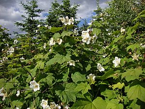 Archivo:Rubus parviflorus Valkovatukka Nutkahallon C DSC03153
