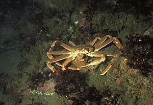 Archivo:Snow crab, Chionoecetes opilio, in Bonne Bay, Newfoundland, Canada. The larger individual is a male, the smaller one a female. It is not uncommon for the male to cut the legs off the female, and then carry her around. (21363776226)