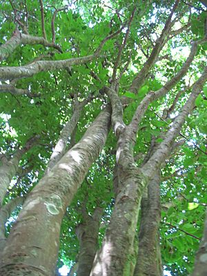 Archivo:Starr-091104-9194-Melicoccus bijugatus-trunk and canopy-Kahanu Gardens NTBG Kaeleku Hana-Maui (24870791022)