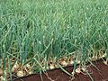 Starr 070313-5656 Allium cepa