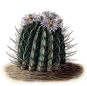 Archivo:Stenocactus coptonogonus BlKakteenT28