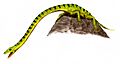 Tanystropheus BW