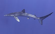 Tiburón azul (Prionace glauca), canal Fayal-Pico, islas Azores, Portugal, 2020-07-27, DD 26
