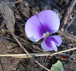 Archivo:Vigna unguiculata on Mount Ribaue (9546661399)