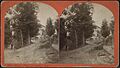 Wine Celler, Pleasant Valley, N.Y, from Robert N. Dennis collection of stereoscopic views