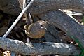 Wrentit (Chamaea fasciata) 1