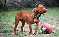 Archivo:001 American Pit Bull Terrier