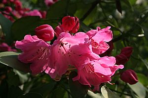 Archivo:0 Rhododendron - Celles (Hainaut) 3