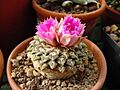 Aiocarpus kotschoubeyanus Bluete