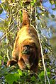 Alouatta fusca clamitans