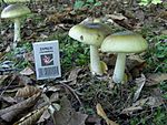 Amanita phalloides intermediate