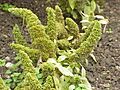 Amaranthus caudatus2