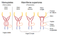 Aparato reproductor femenino - mamíferos