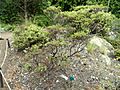 Arctostaphylos bakeri ssp. bakeri - University of California Botanical Garden - DSC09037