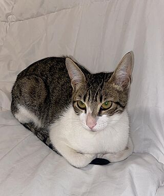 Baby American shorthair in loaf pose.jpg