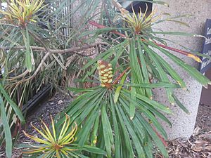 Archivo:Banksia aquilonia RBG2