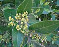 Beilschmiedia berteroana (8654578295)