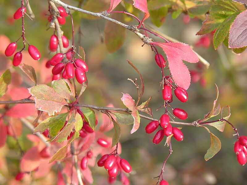 Berberis vulgaris4
