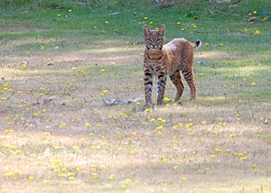 Archivo:Bobcat in suburban backyard, North Bend, Washington