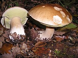 Archivo:Boletus edulis EtgHollande 041031 091