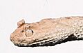Bonn zoological bulletin - Cerastes boehmei