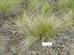 Archivo:Calamagrostis ophitidis - University of California Botanical Garden - DSC09035