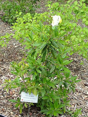 Archivo:Carpenteria californica - University of California Botanical Garden - DSC09029
