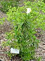 Carpenteria californica - University of California Botanical Garden - DSC09029