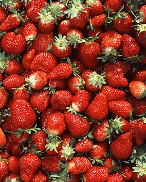 Archivo:Chandler strawberries