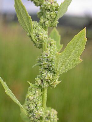 Archivo:Chenopodium berlandieri (3767481597)