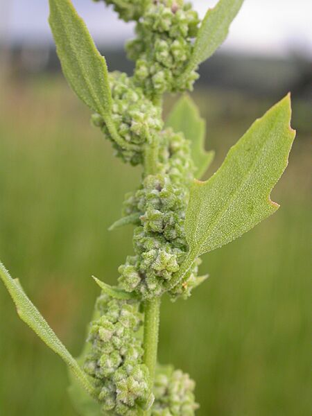 Chenopodium berlandieri (3767481597)