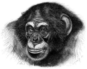 Archivo:Chimpanzee head sketch