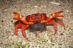 Archivo:Christmas island red crabs - female with eggs chris bray-2
