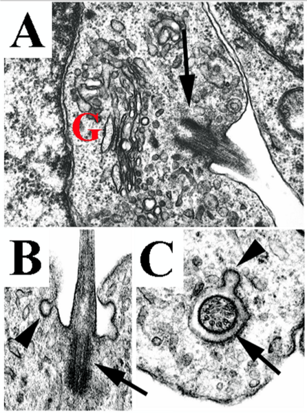 Cilia Primaria embrión