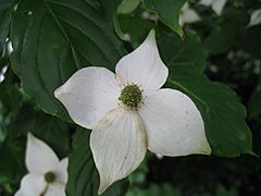 Archivo:Cornus kousa (Blüten-Hartriegel) Scheinblüte