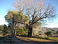 Creu i arbre davant de l'ermita de la Mare de Déu de la Consolació, Llutxent